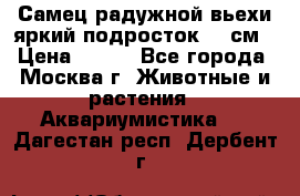 Самец радужной вьехи яркий подросток 15 см › Цена ­ 350 - Все города, Москва г. Животные и растения » Аквариумистика   . Дагестан респ.,Дербент г.